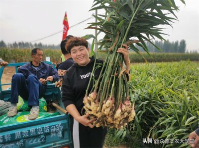 今日大姜最新价格及市场走势与影响因素深度解析