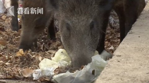 香港6合资料大全查_160斤野猪突现市区横冲直撞,定性解析评估_4DM26.80.41