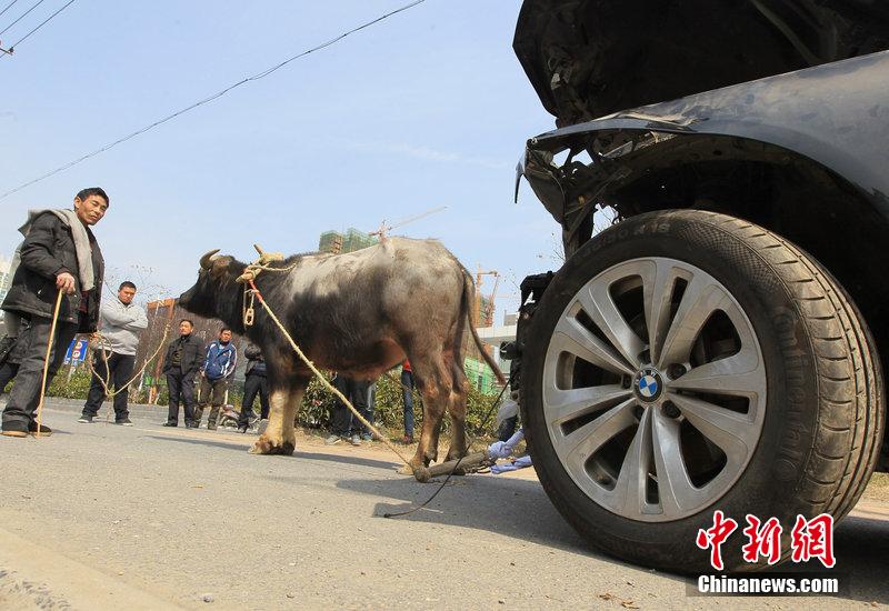 报废车购买引发纠纷，车主牛拉车维权