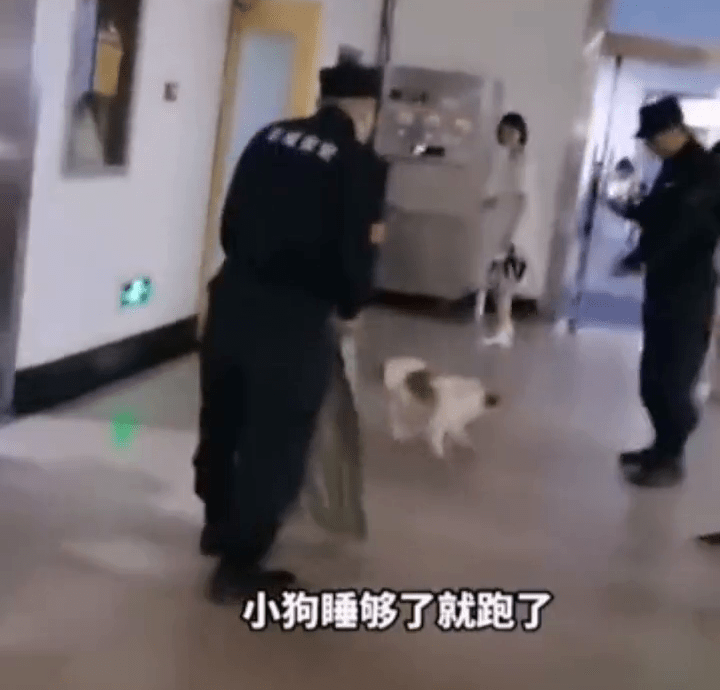 高校保安打死幼犬事件引发关注，主人发声，小巷特色小店意外成焦点