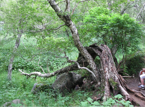 长白山珍稀古树群发现，生态价值与保护的双重视角探索