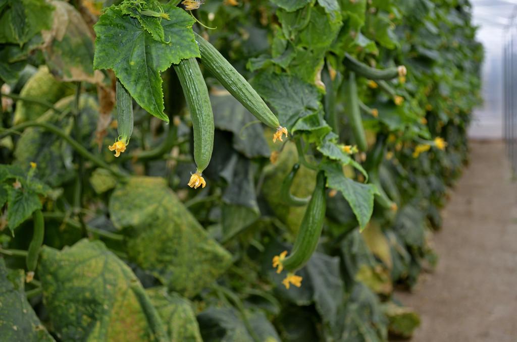 探索黄瓜最新种植技术及其市场趋势